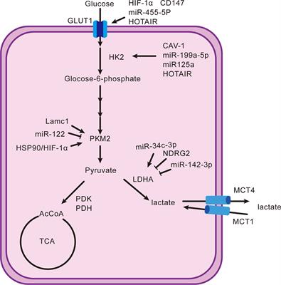 Lactate: The Mediator of Metabolism and Immunosuppression